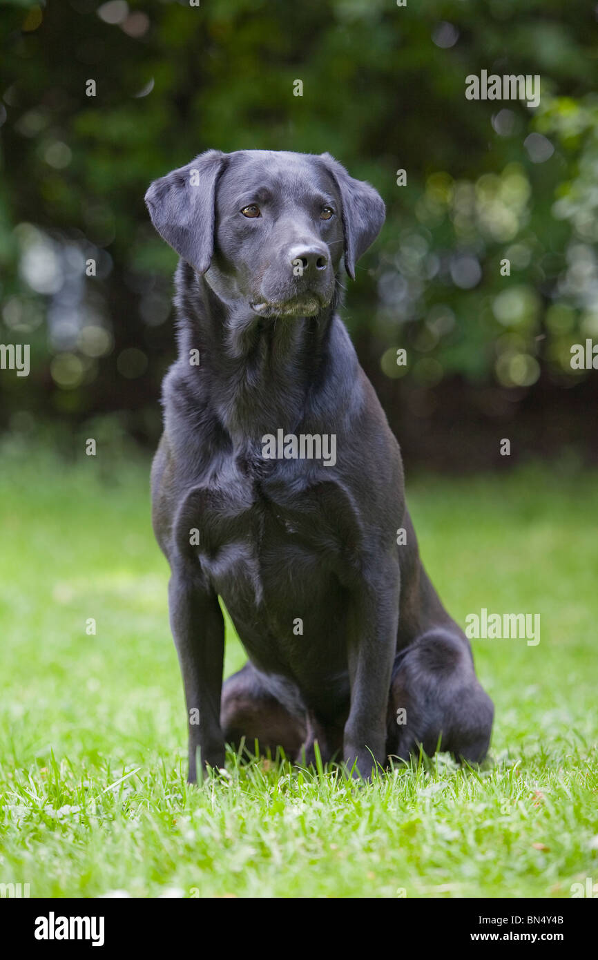 Un Labrador noir chien de travail assis dehors Banque D'Images