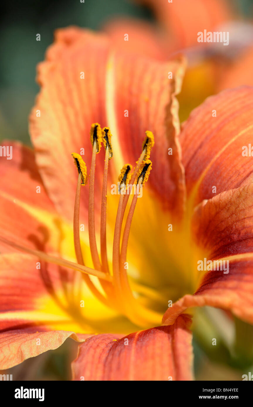 Hémérocalle (Hemerocallis fulva) Banque D'Images