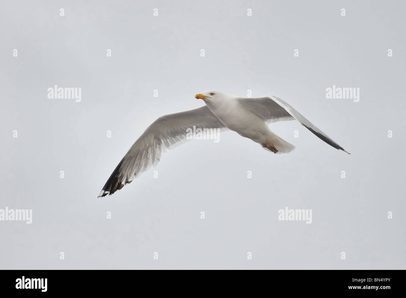 Moindre adultes Goéland marin (Larus fuscus) planeur dans le ciel Banque D'Images