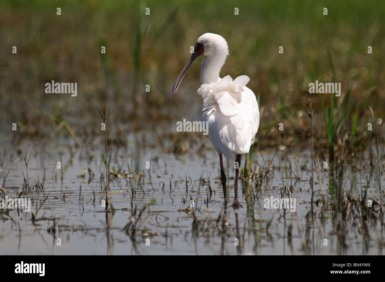 Spatule d'Afrique Platalea alba Banque D'Images