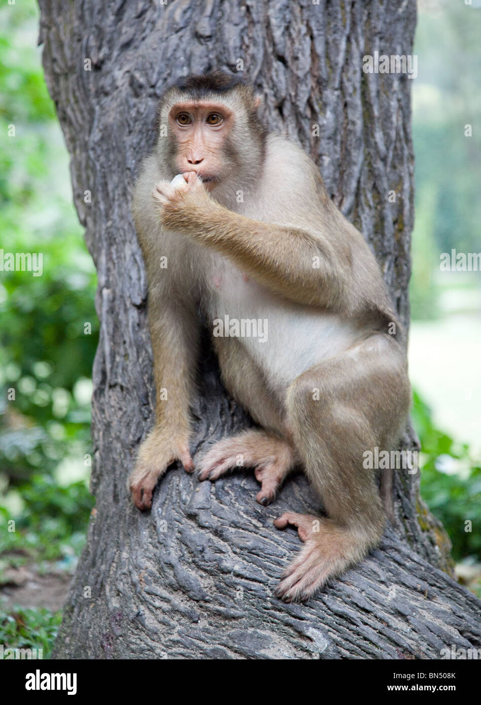 Les Singes sauvages nourris par les gens en Malaisie, juste en dehors de la colline des singes sur Kuala Lumpur Banque D'Images