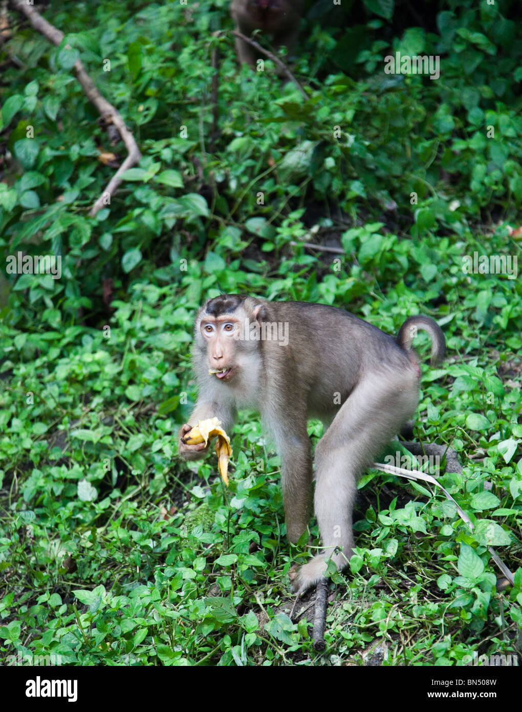 Les Singes sauvages nourris par les gens en Malaisie, juste en dehors de la colline des singes sur Kuala Lumpur Banque D'Images