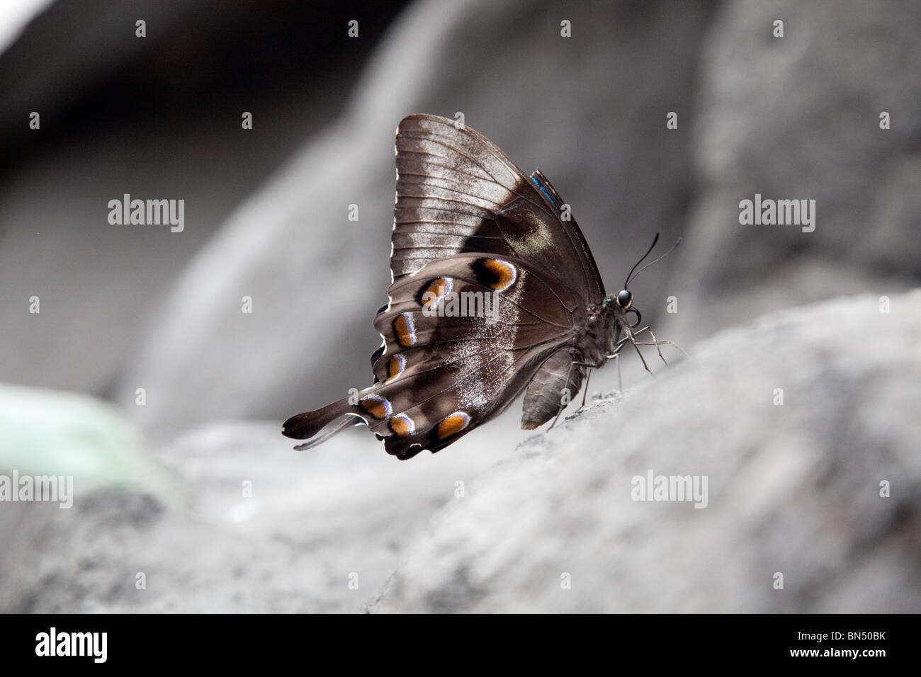 Une macro image d'un brun et blanc papillon sur un tronc d'arbre Banque D'Images