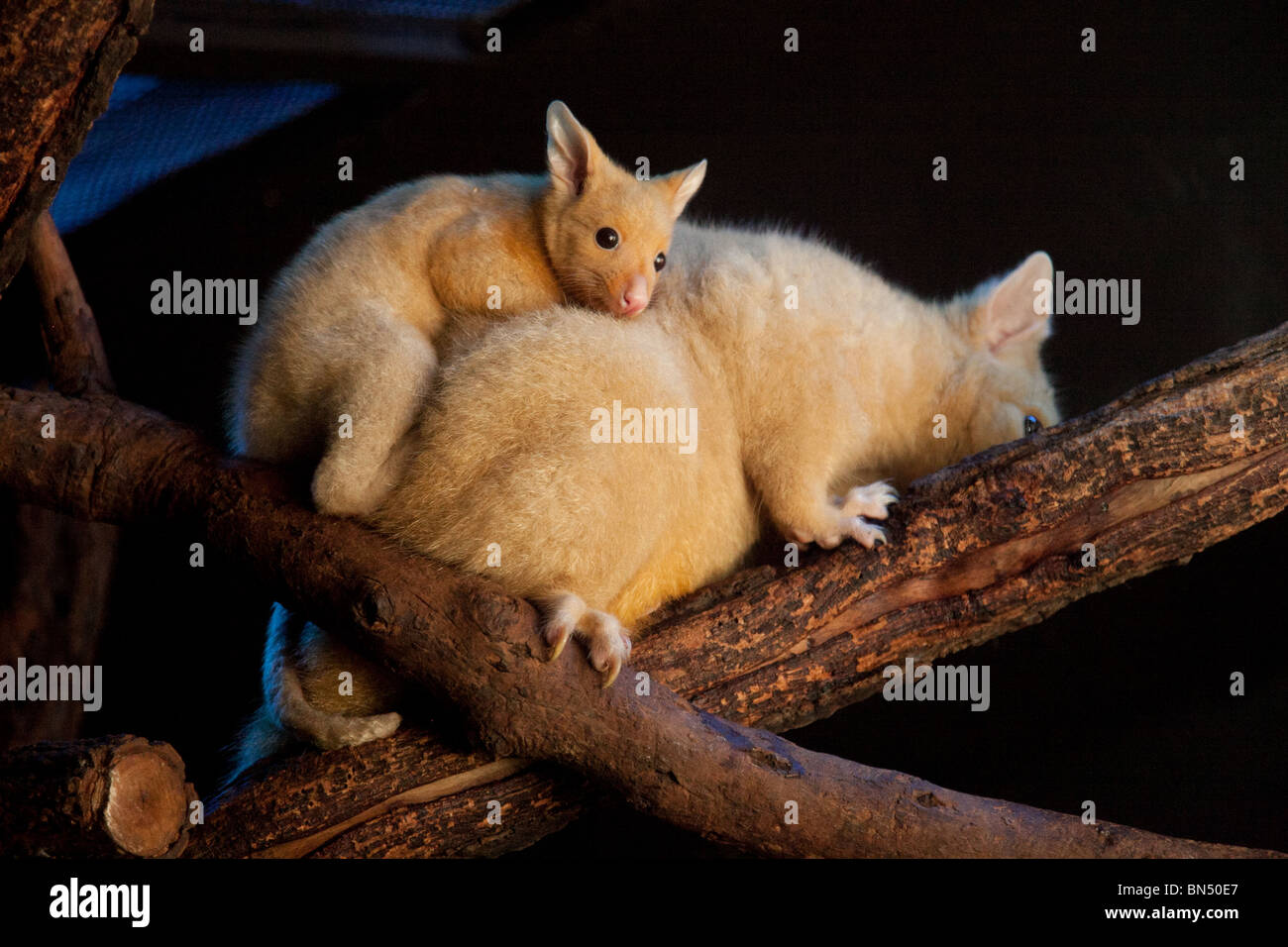 La mère et l'enfant Les Bandicoots ou Bilbys au Sydney Wildlife World en Australie Banque D'Images