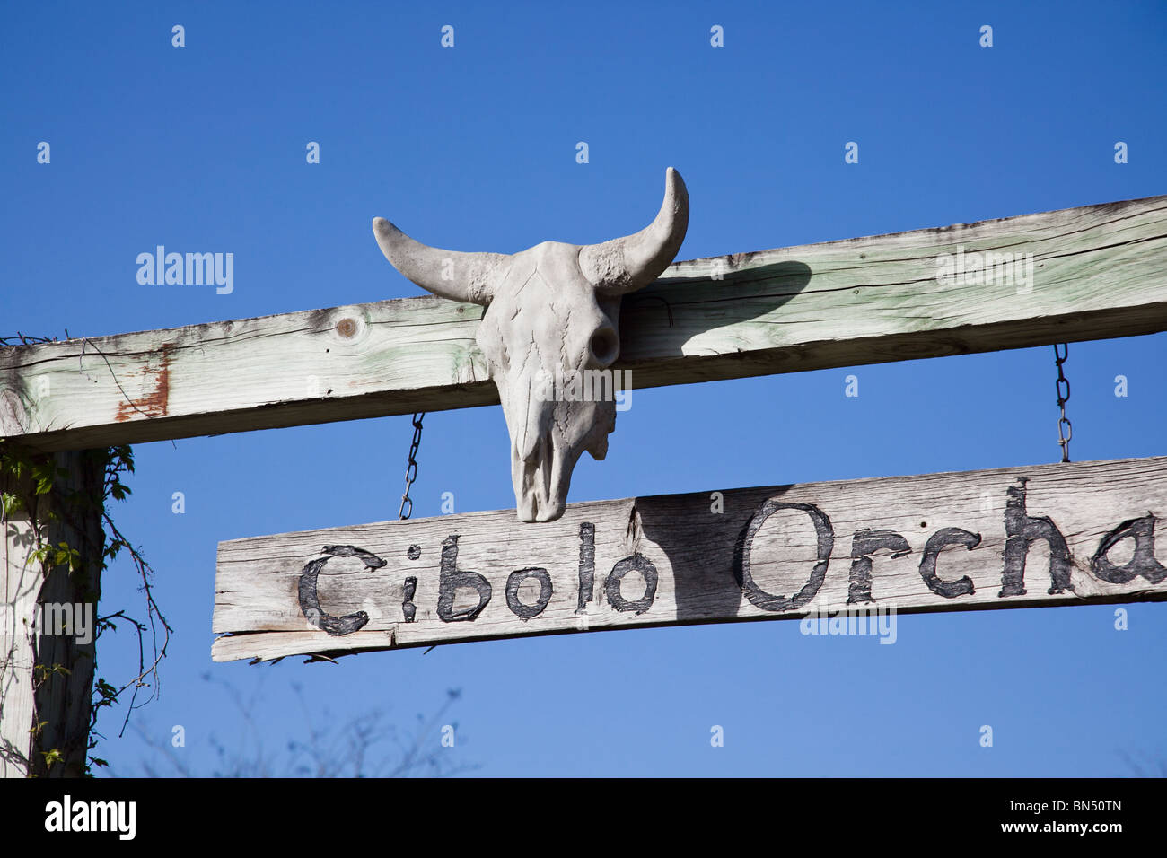 Un crâne de vache se bloque une porte à Cibolo ranch près de San Antonio, Texas Banque D'Images