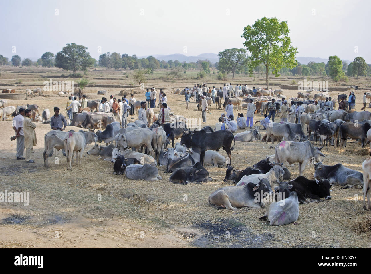 Marché du bétail dans le Madhya Pradesh Banque D'Images