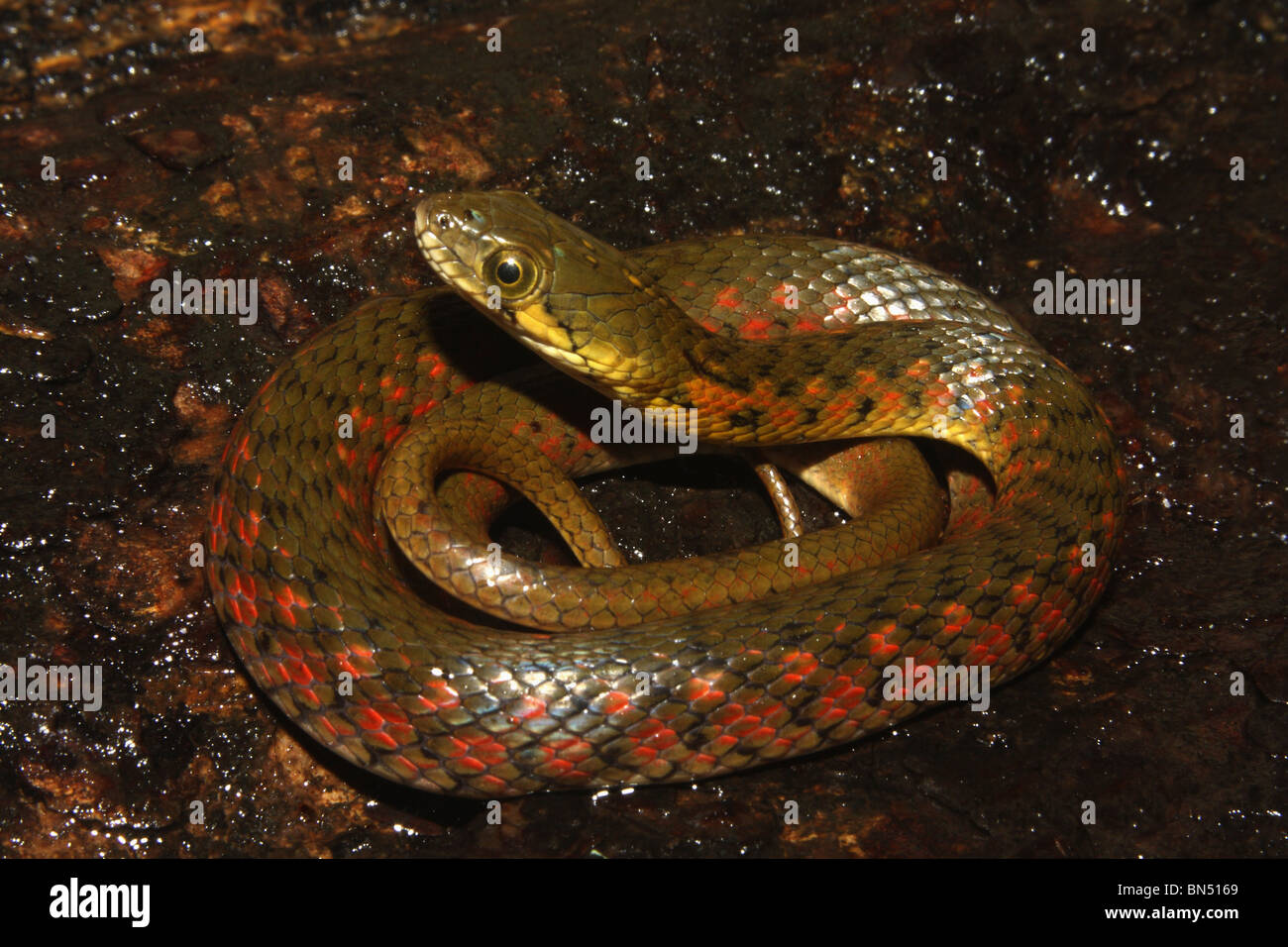 Xenochrophis piscator à carreaux KEELBACK commun non venimeux. L'asiatique serpent d'eau. Motif à damiers sur le corps Banque D'Images