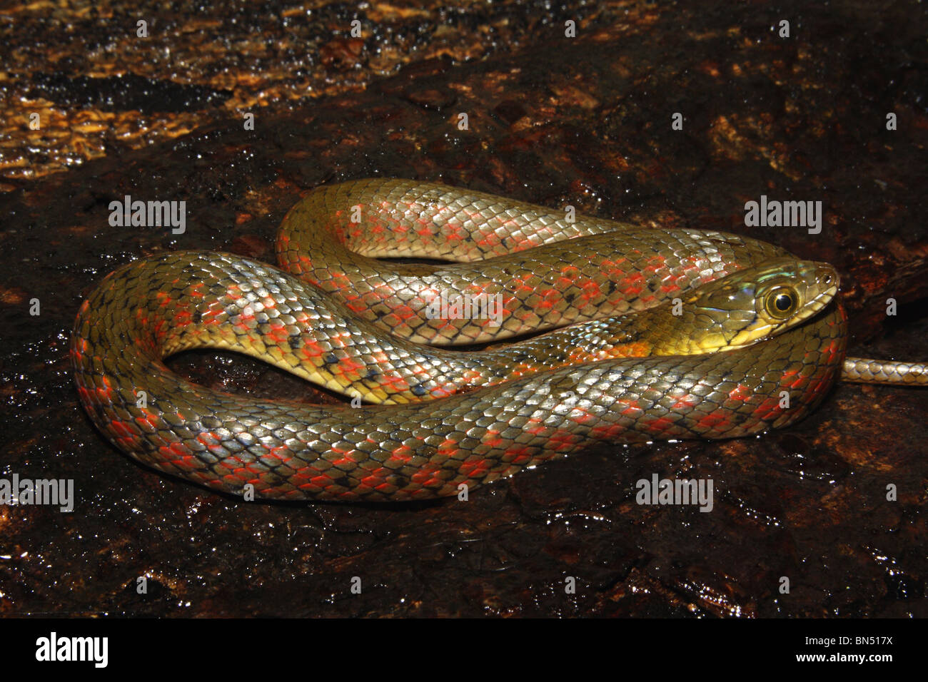 Xenochrophis piscator à carreaux KEELBACK commun non venimeux. L'asiatique serpent d'eau. Motif à damiers sur le corps Banque D'Images