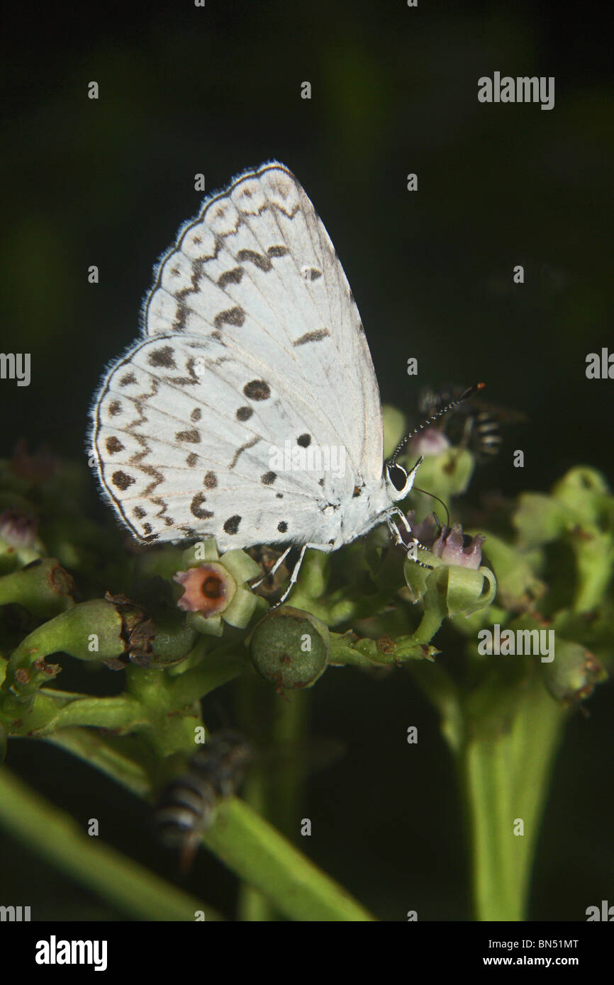 Bleu couverture commune (Acytolepis puspa) Lycaenidae : Blues Banque D'Images