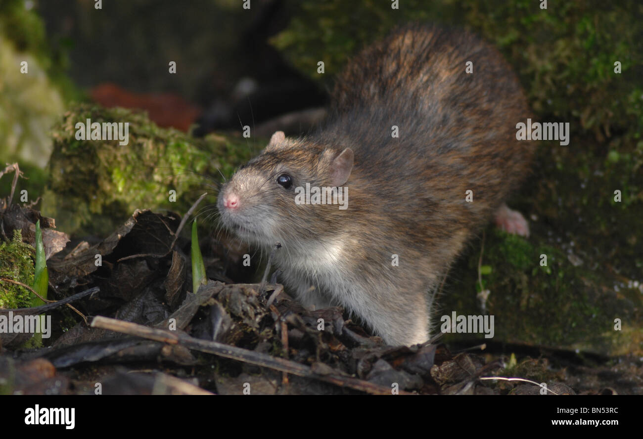 rat brun Banque D'Images