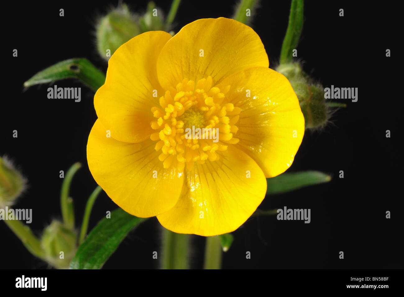 La renoncule rampante (Ranunculus repens) fleurs sur un fond blanc. Banque D'Images
