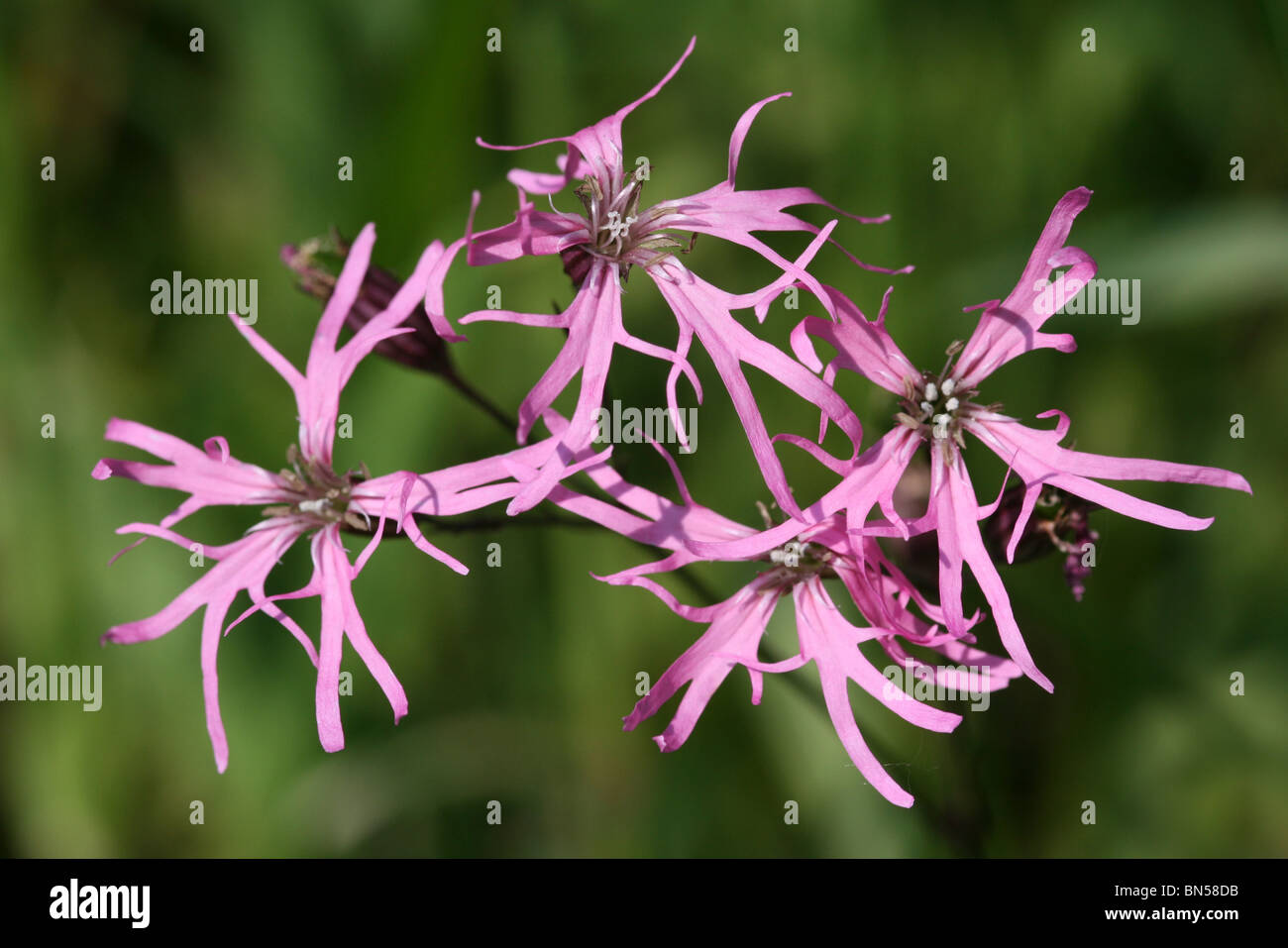 Ragged Robin Lychnis flos-cuculi prises en Cumbria, UK Banque D'Images