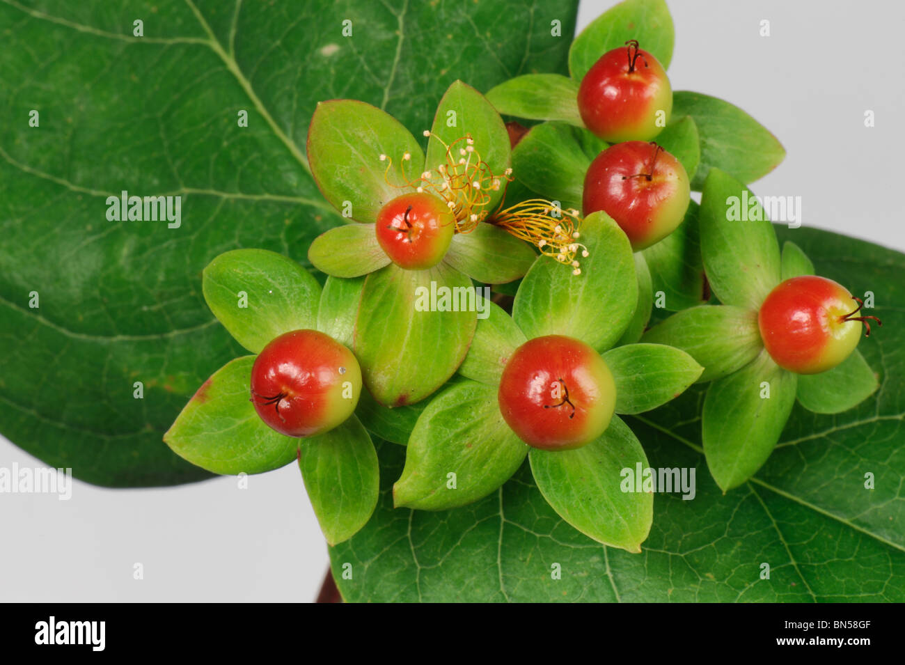 Hypericum x inodorum feuilles, calice et baies Banque D'Images Hypericum x inodorum feuilles, calice et baies Banque D'Images