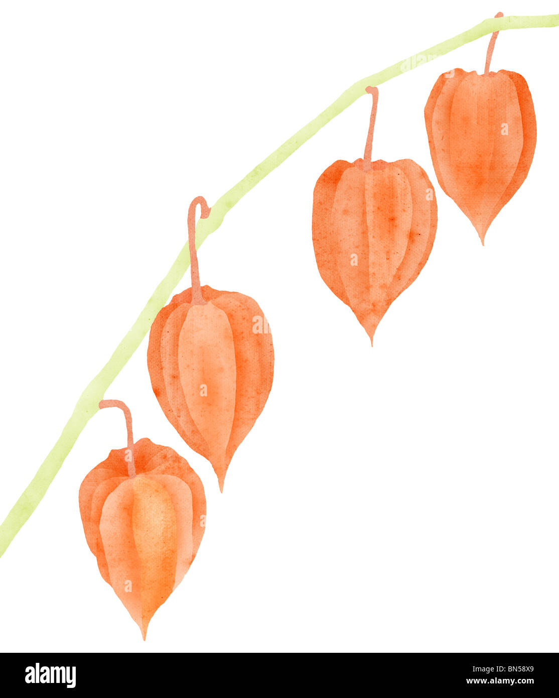 Physalis collage sur white Banque D'Images