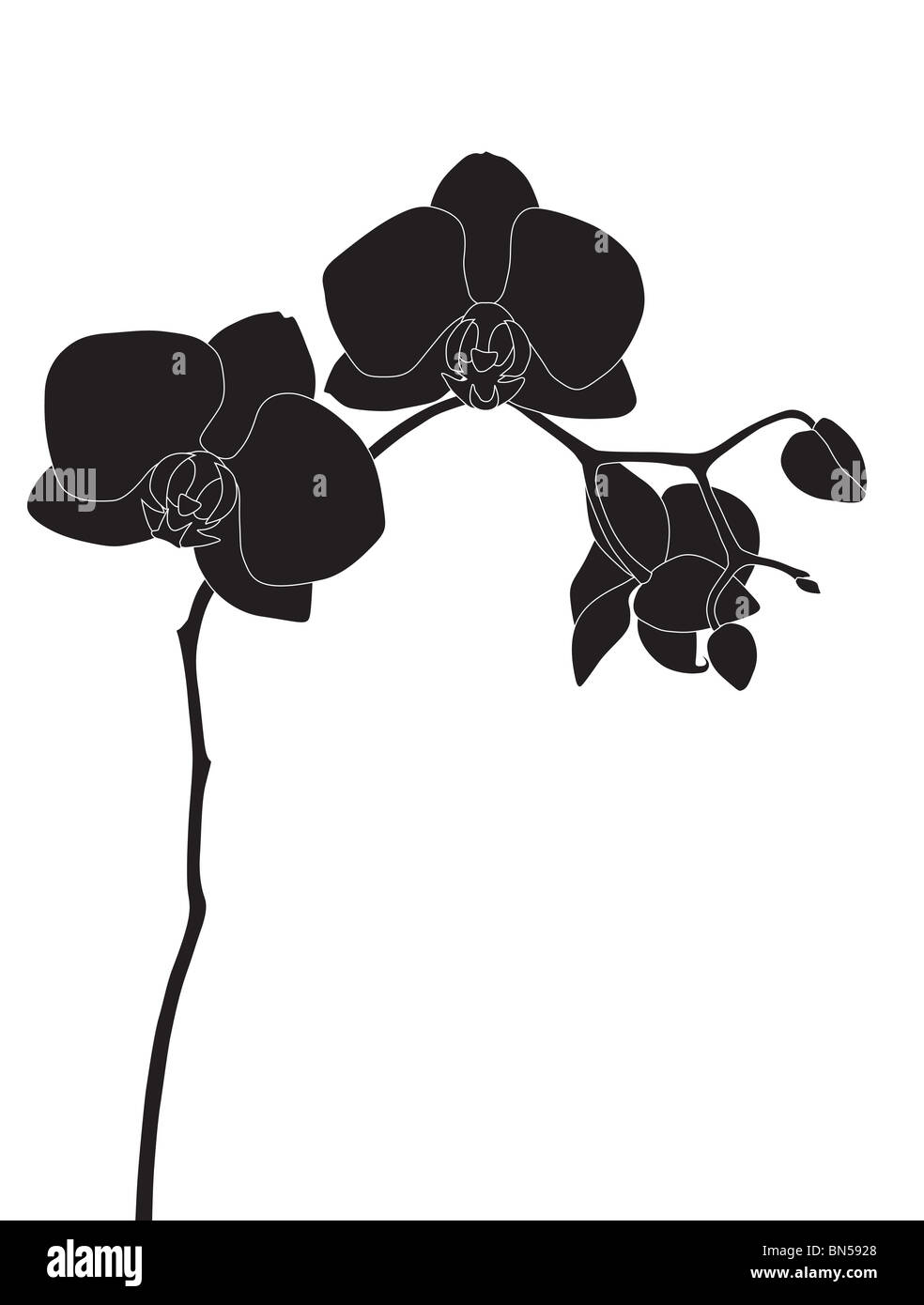 Orchidée phalaenopsis noir illustration Banque D'Images
