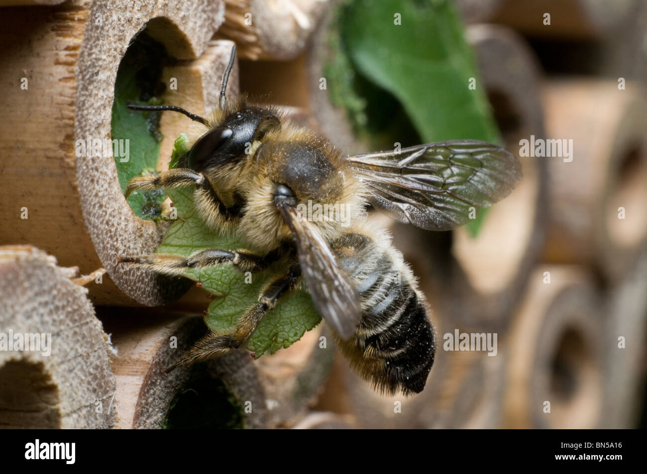 Un centuncularis Megachile, découpeuse, nidification et dans des tubes de bambou dans un jardin. Banque D'Images