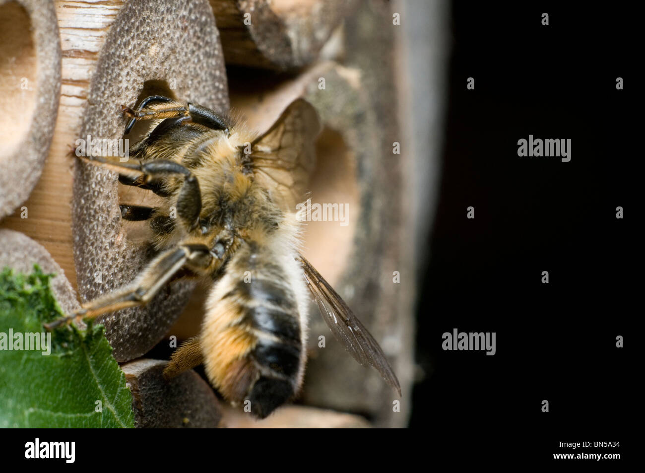 Un centuncularis Megachile, découpeuse, nidification et dans des tubes de bambou dans un jardin. Banque D'Images