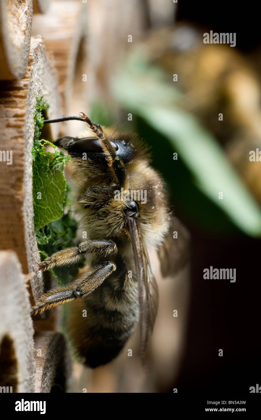 Un centuncularis Megachile, découpeuse, nidification et dans des tubes de bambou dans un jardin. Banque D'Images