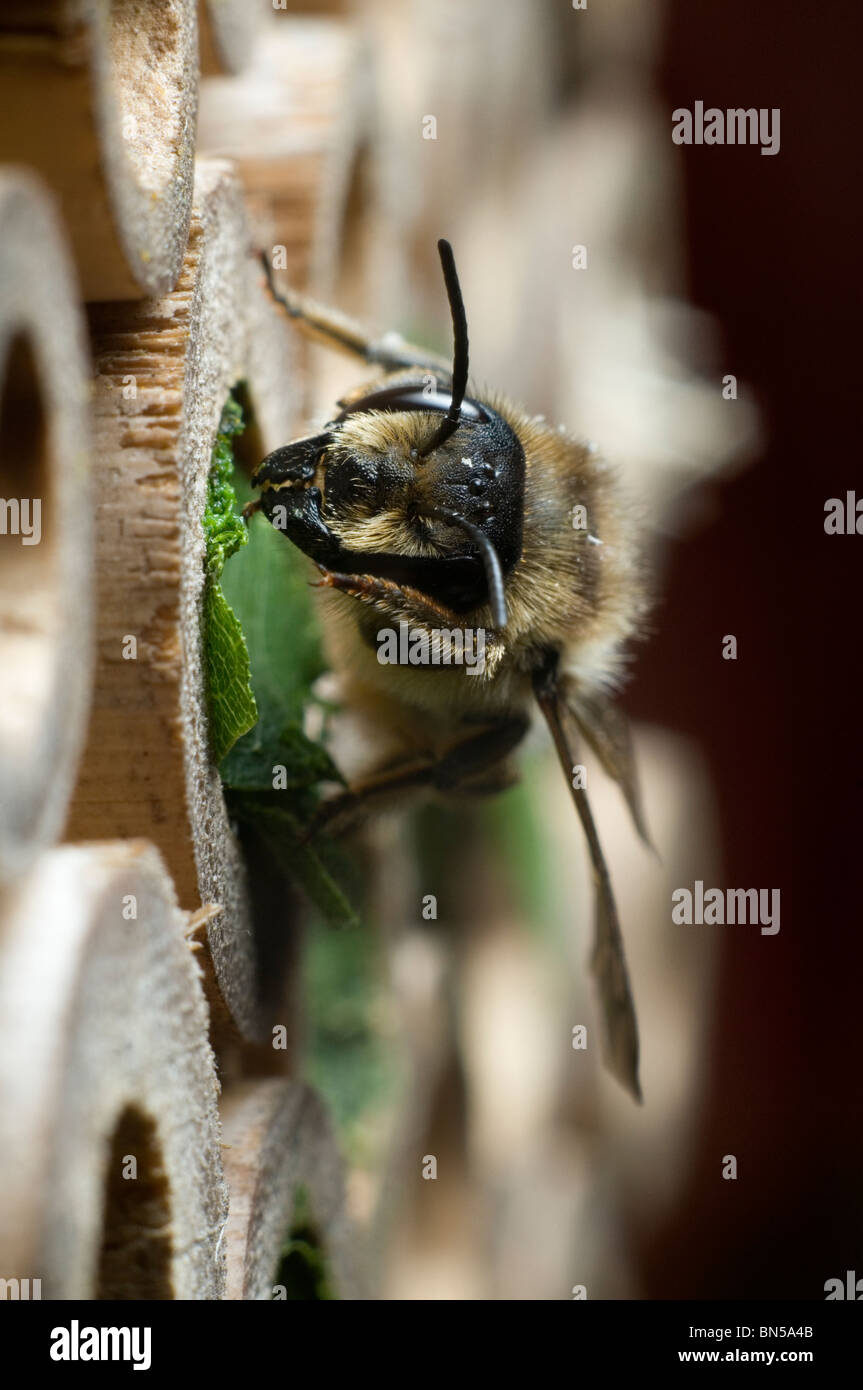 Un centuncularis Megachile, découpeuse, nidification et dans des tubes de bambou dans un jardin. Banque D'Images