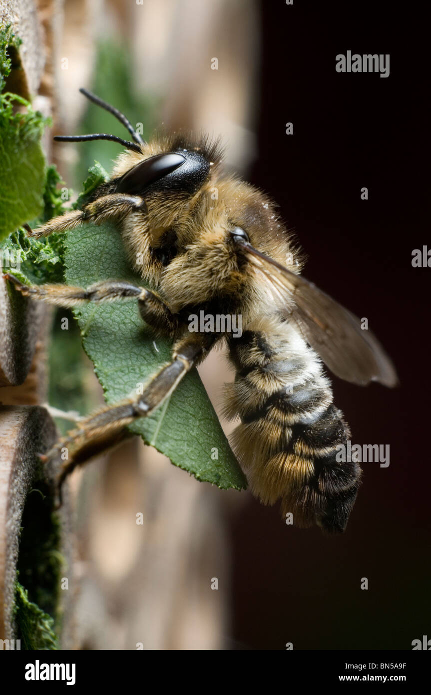 Un centuncularis Megachile, découpeuse, nidification et dans des tubes de bambou dans un jardin. Banque D'Images