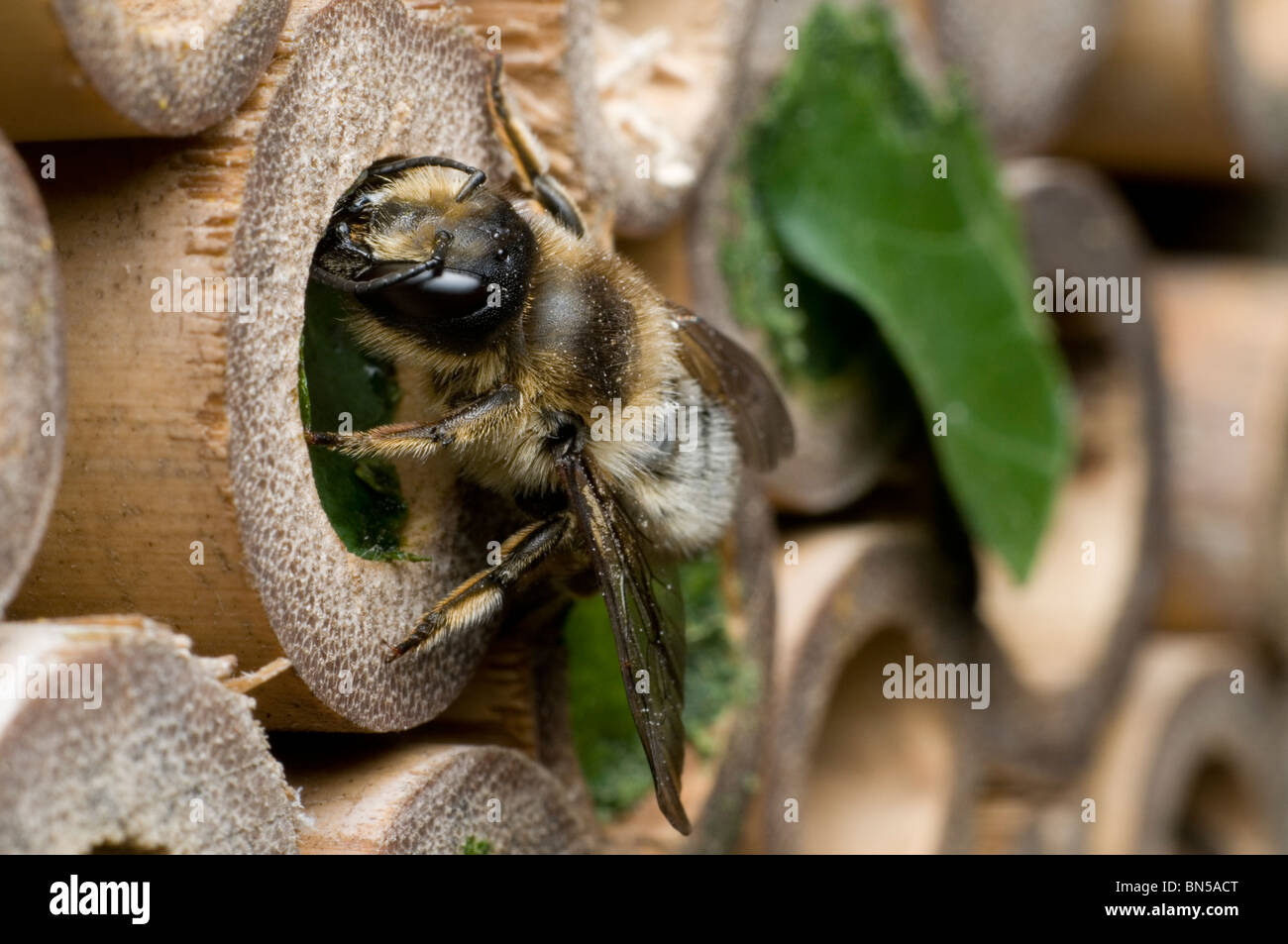 Un centuncularis Megachile, découpeuse, nidification et dans des tubes de bambou dans un jardin. Banque D'Images