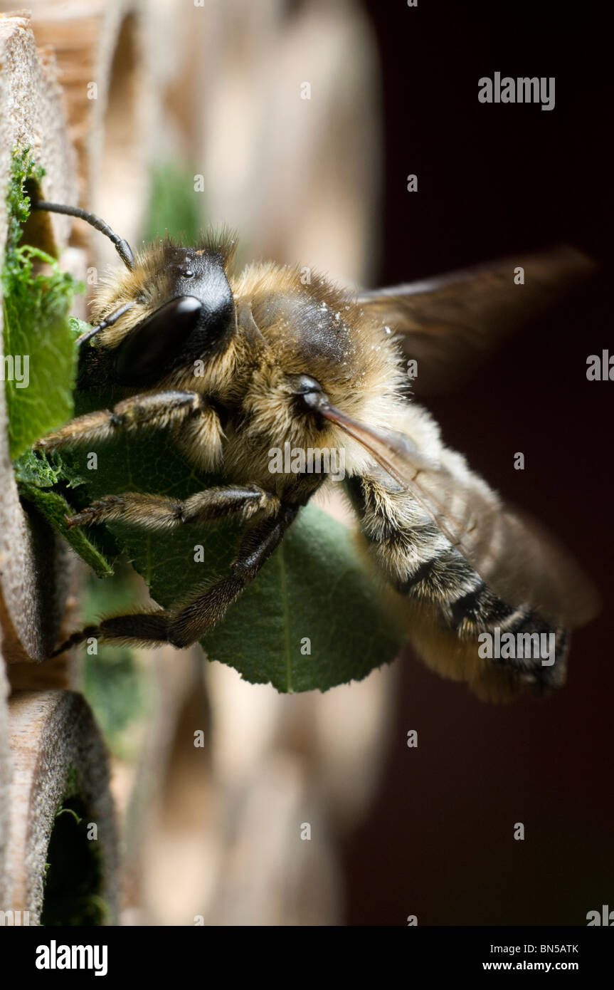Un centuncularis Megachile, découpeuse, nidification et dans des tubes de bambou dans un jardin. Banque D'Images