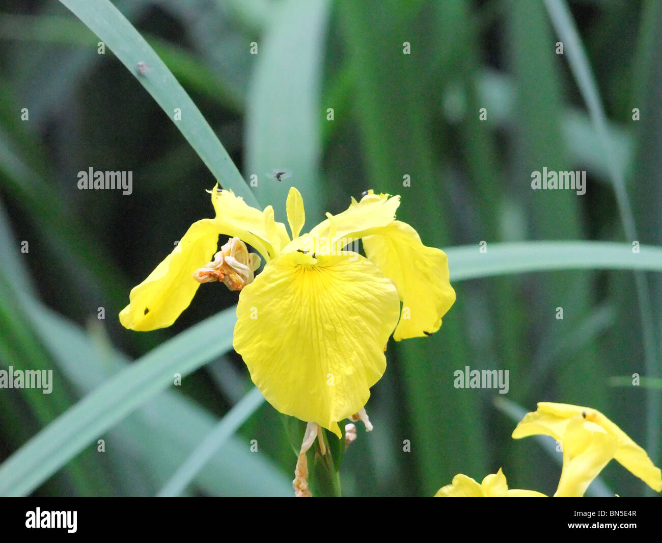 Iris jaune (Iris pseudacorus) Banque D'Images