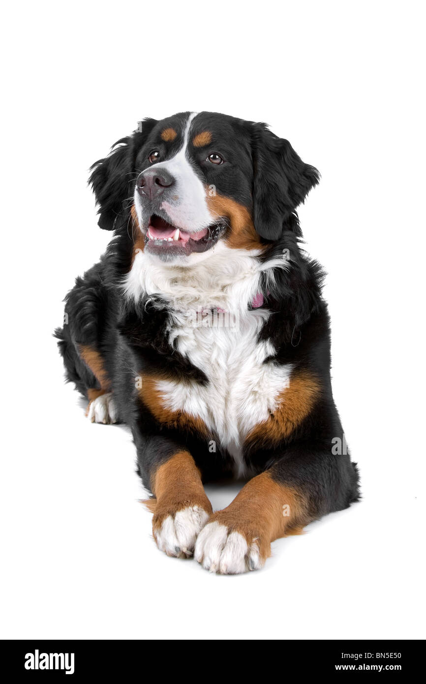 Bernois (Berner Sennenhund, Berner Oberland), en face d'un fond blanc Banque D'Images