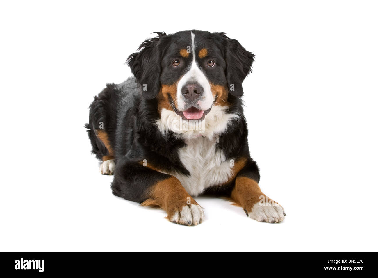 Bernois (Berner Sennenhund, Berner Oberland), en face d'un fond blanc Banque D'Images