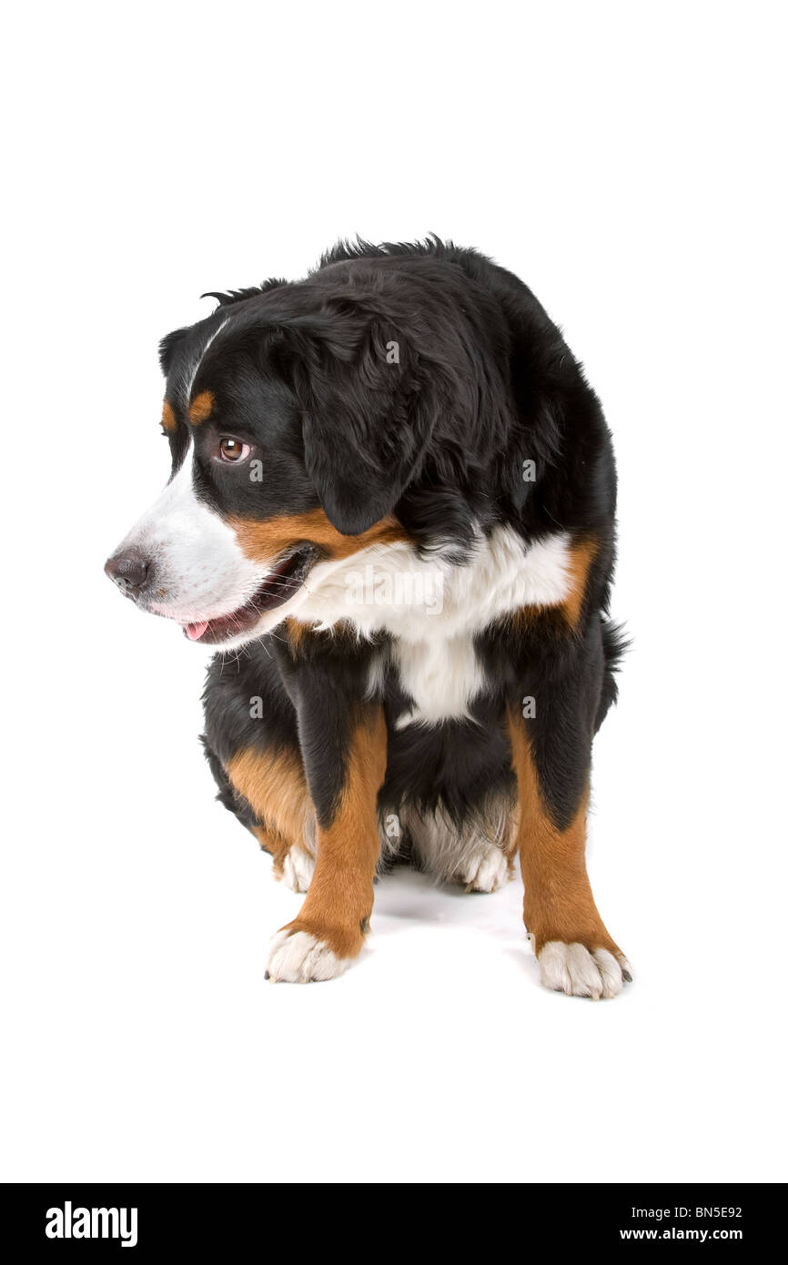 Bernois (Berner Sennenhund, Berner Oberland), en face d'un fond blanc Banque D'Images