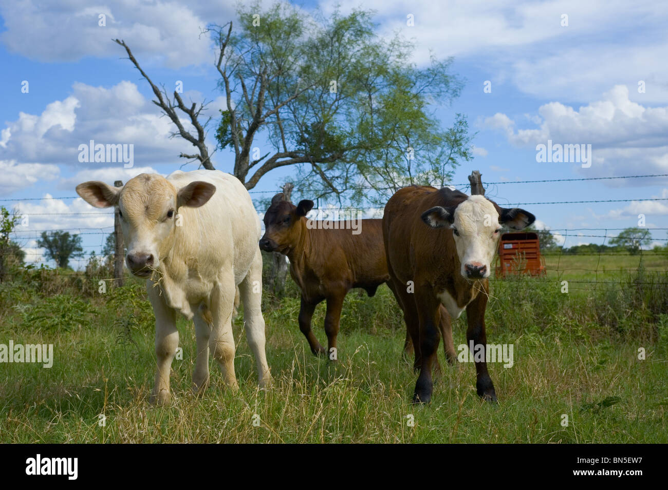 Veaux heureux au Texas Banque D'Images