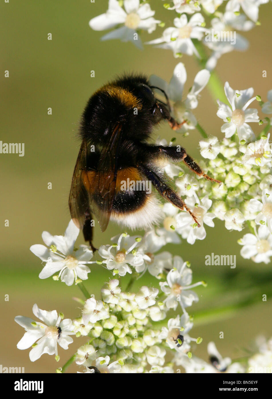 Buff-tailed Bourdon (Queen), Bombus terrestris, Apinae, Apidae, Apoidea, Apocrita, d'Hyménoptères Banque D'Images