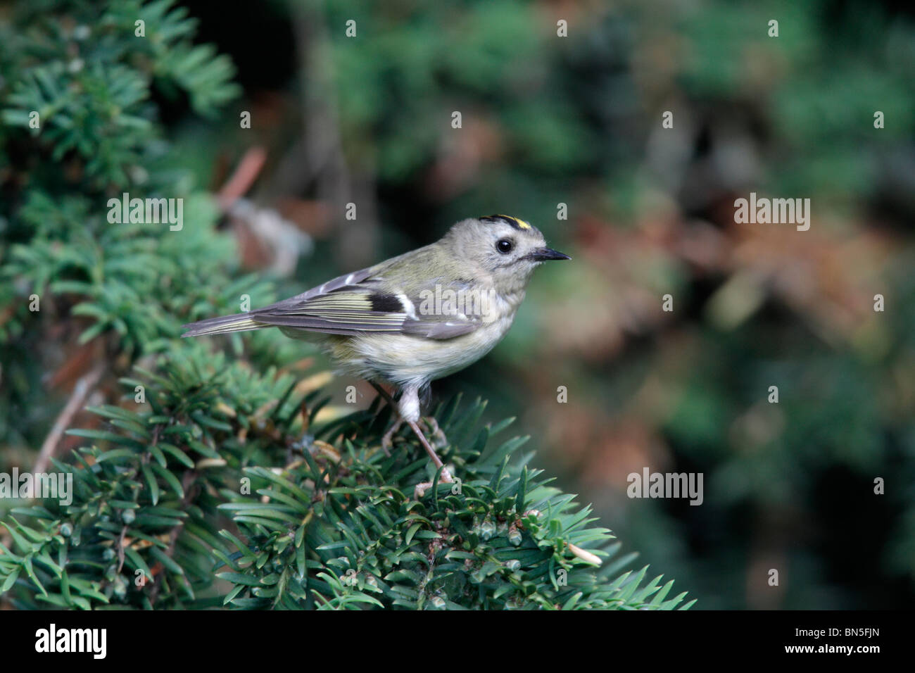 Goldcrest, Regulus regulus, seul oiseau en sapin, Warwickshire, Juin 2010 Banque D'Images