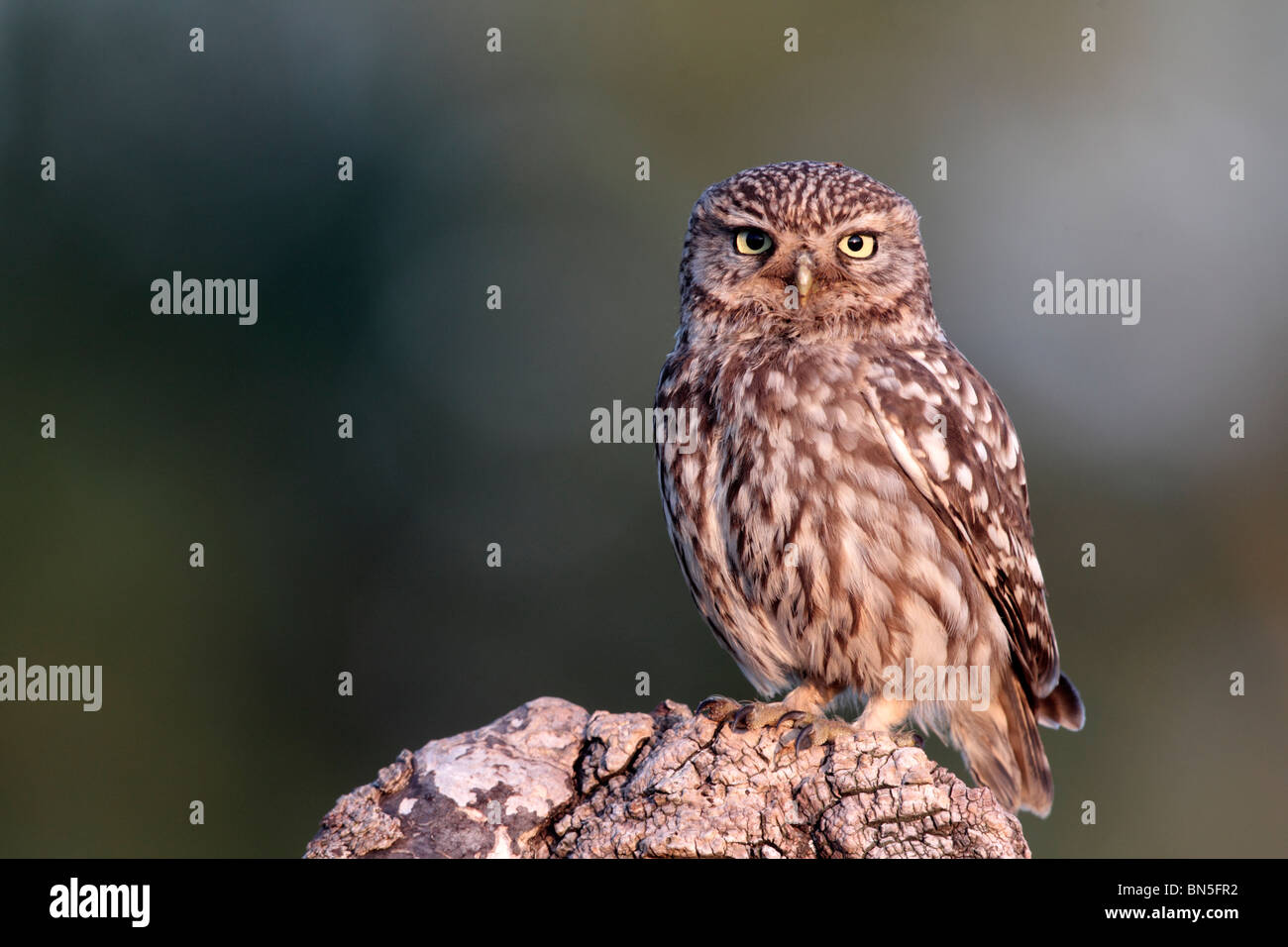 Chouette chevêche, Athene noctua, seul oiseau perché sur log in evening light, Warwickshire, Juin 2010 Banque D'Images