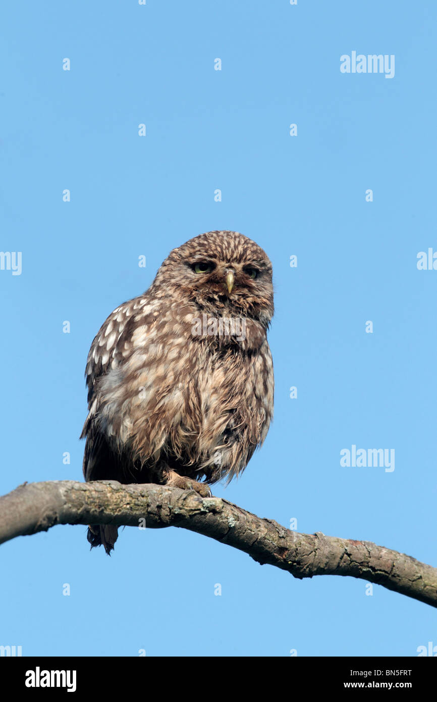 Chouette chevêche, Athene noctua, seul oiseau perché sur une branche, le Warwickshire, Juin 2010 Banque D'Images