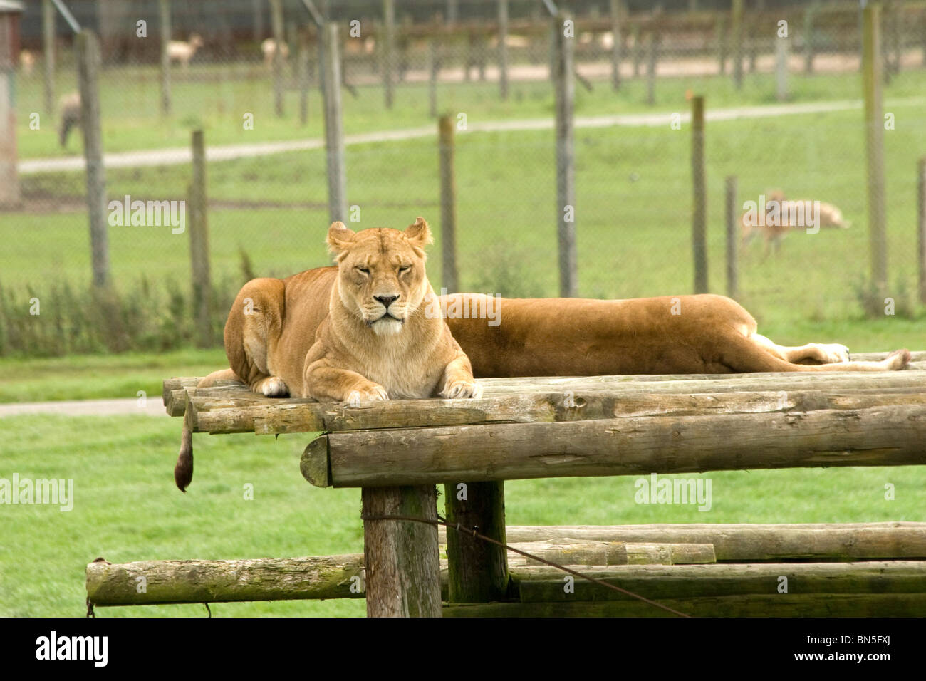 Lionnes à Blair Drummond Safari Park de Stirling en Écosse Banque D'Images