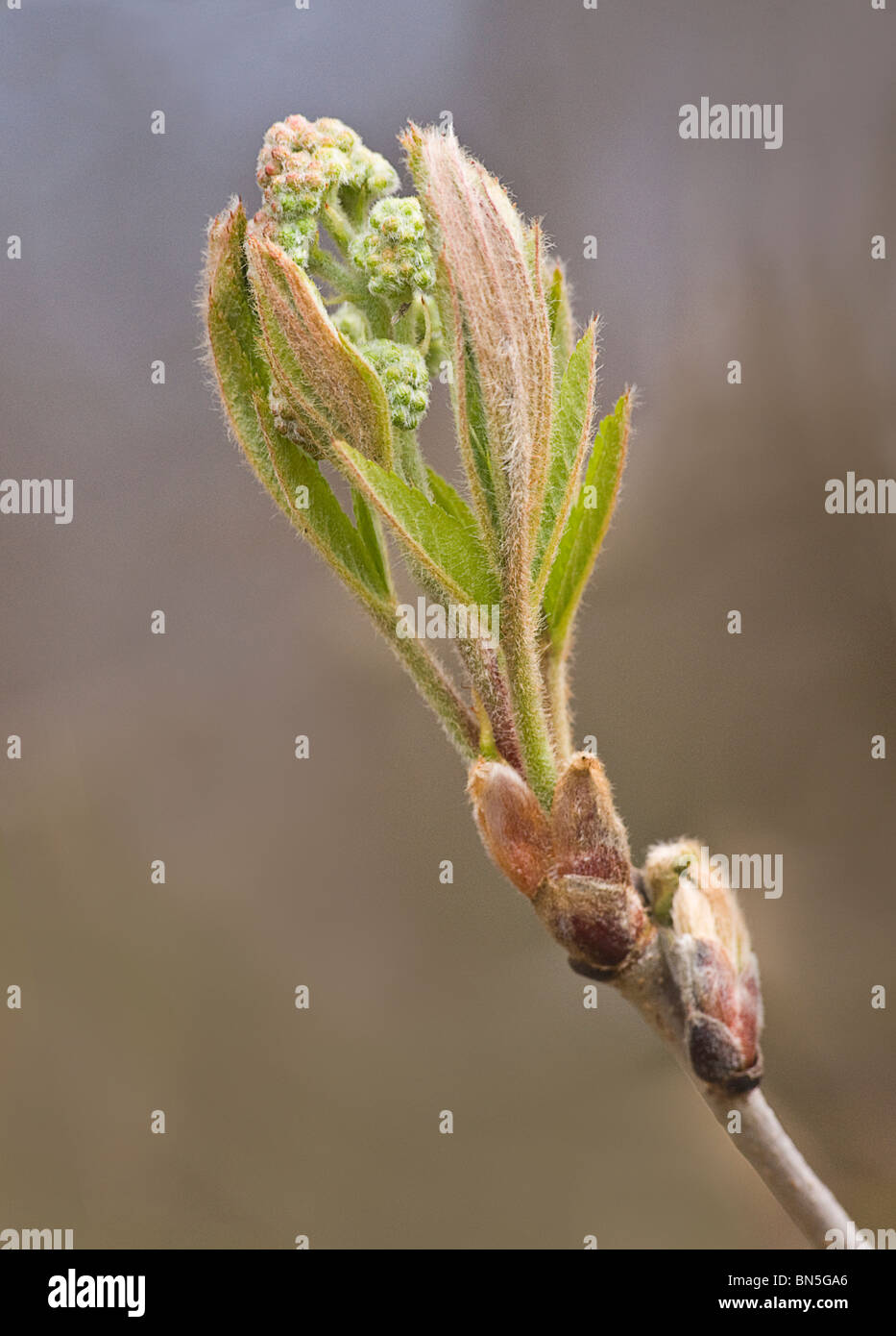 Rowen tree bud commençant à ouvrir. Banque D'Images