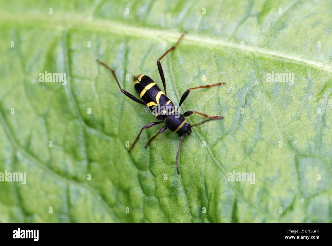 Wasp Beetle, Clytus arietis, Cerambycidae, Chrysomeloidea, Coleoptera Banque D'Images