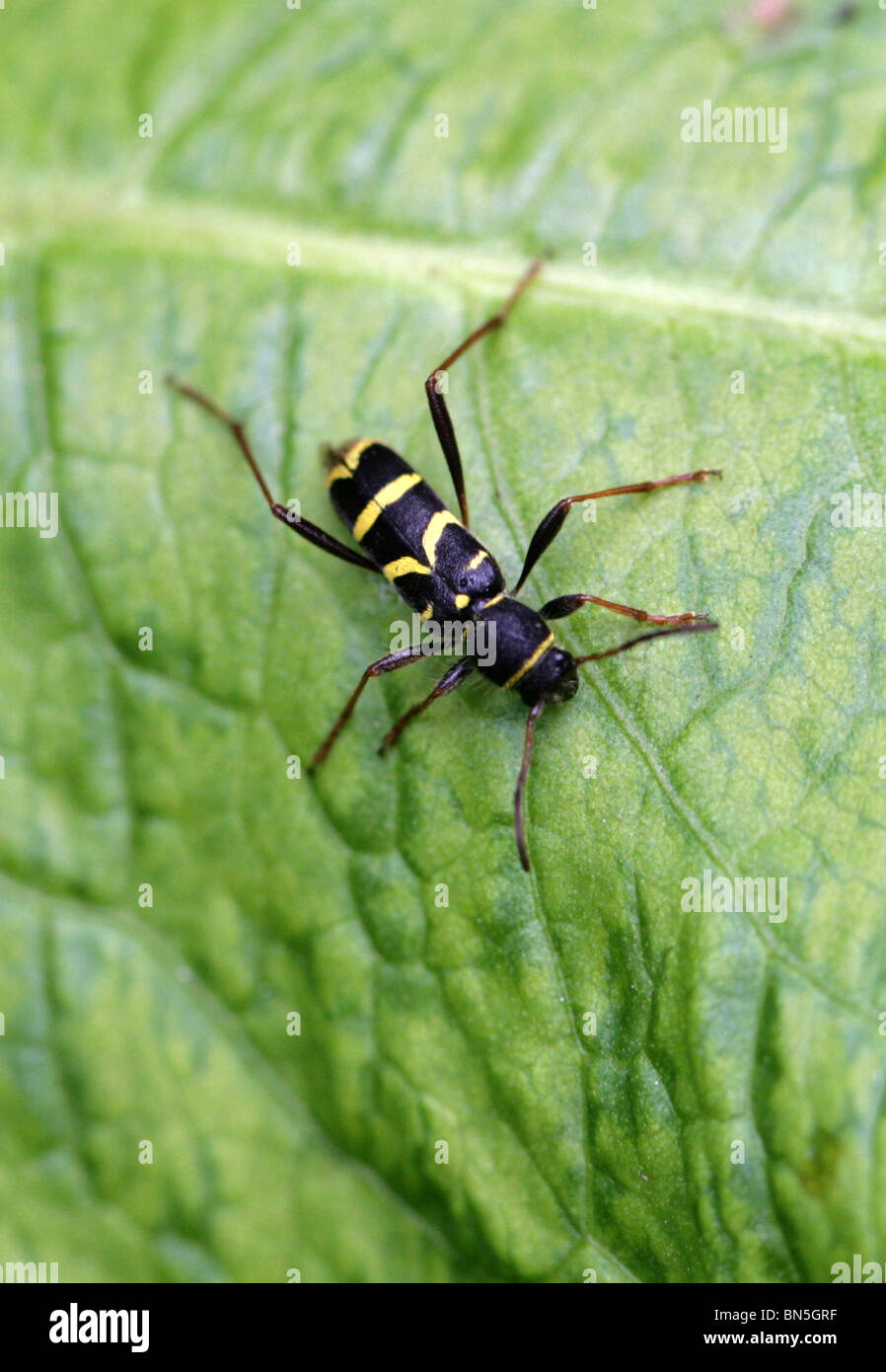 Wasp Beetle, Clytus arietis, Cerambycidae, Chrysomeloidea, Coleoptera Banque D'Images