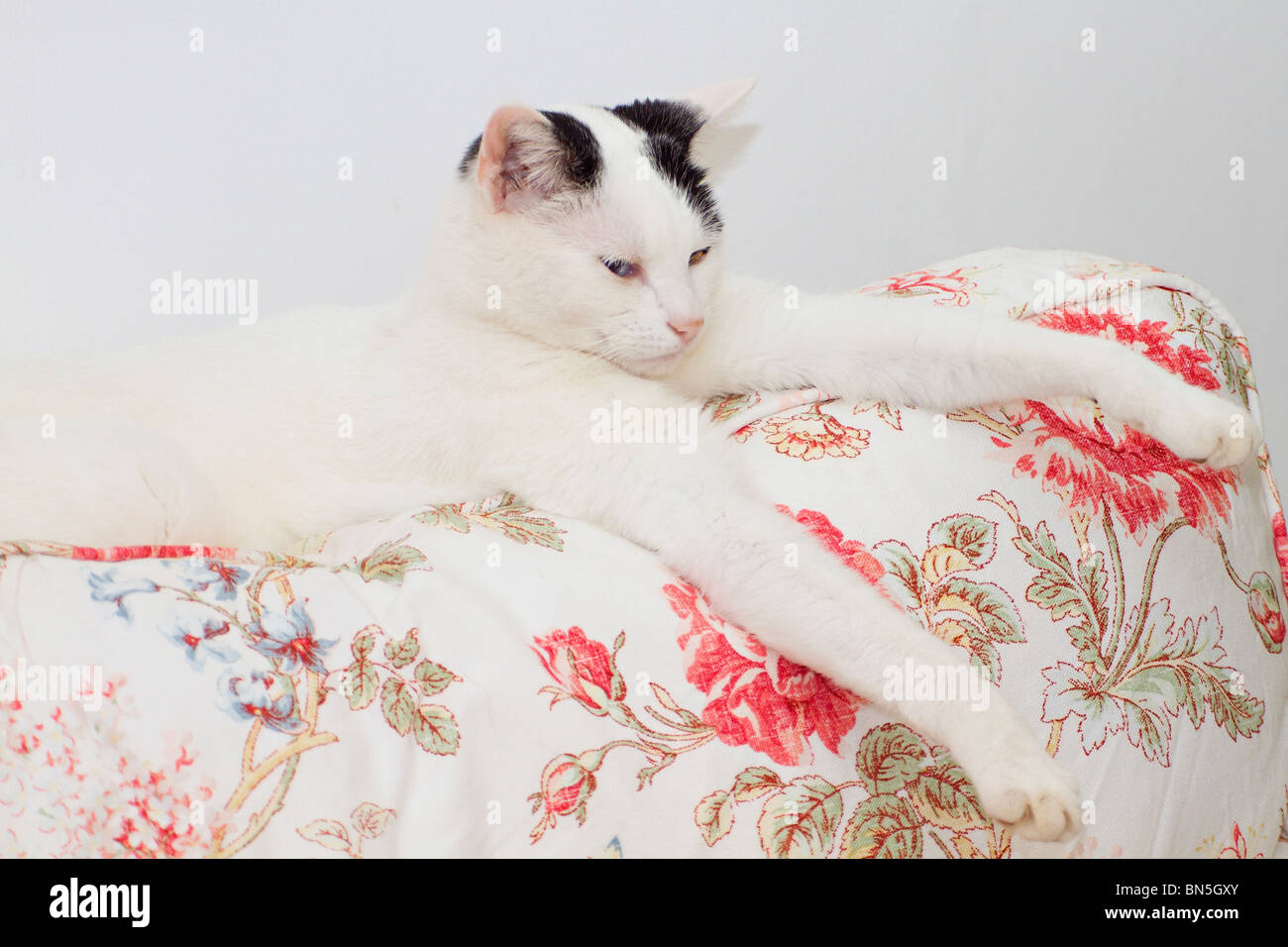 Jeune noir et blanc chat domestique (Felis catus) couchée sur le dos de canapé avec pattes avant outstretched Banque D'Images