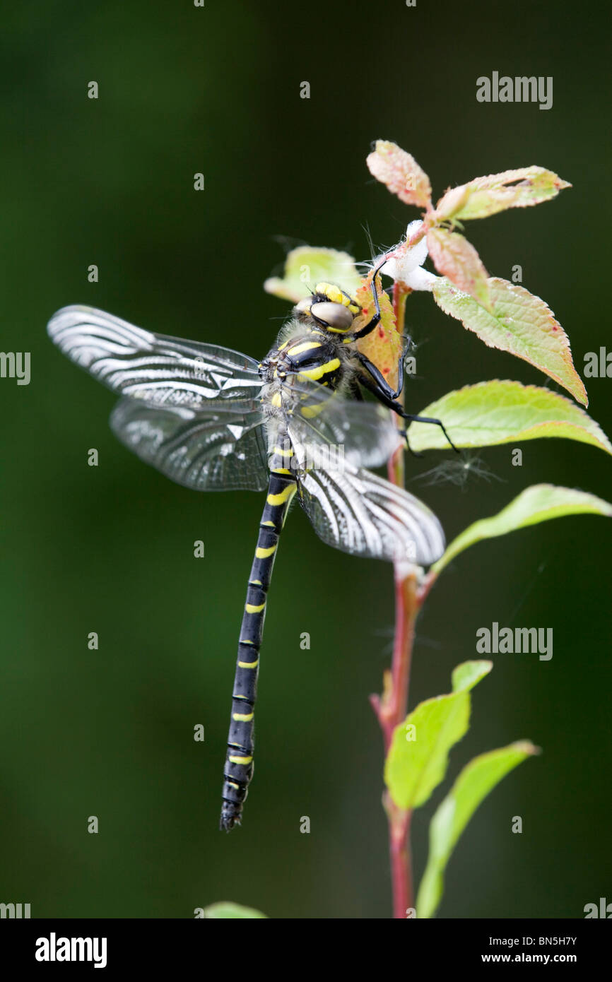 Golden Dragonfly annelé Cordulegaster boltonii ; Banque D'Images