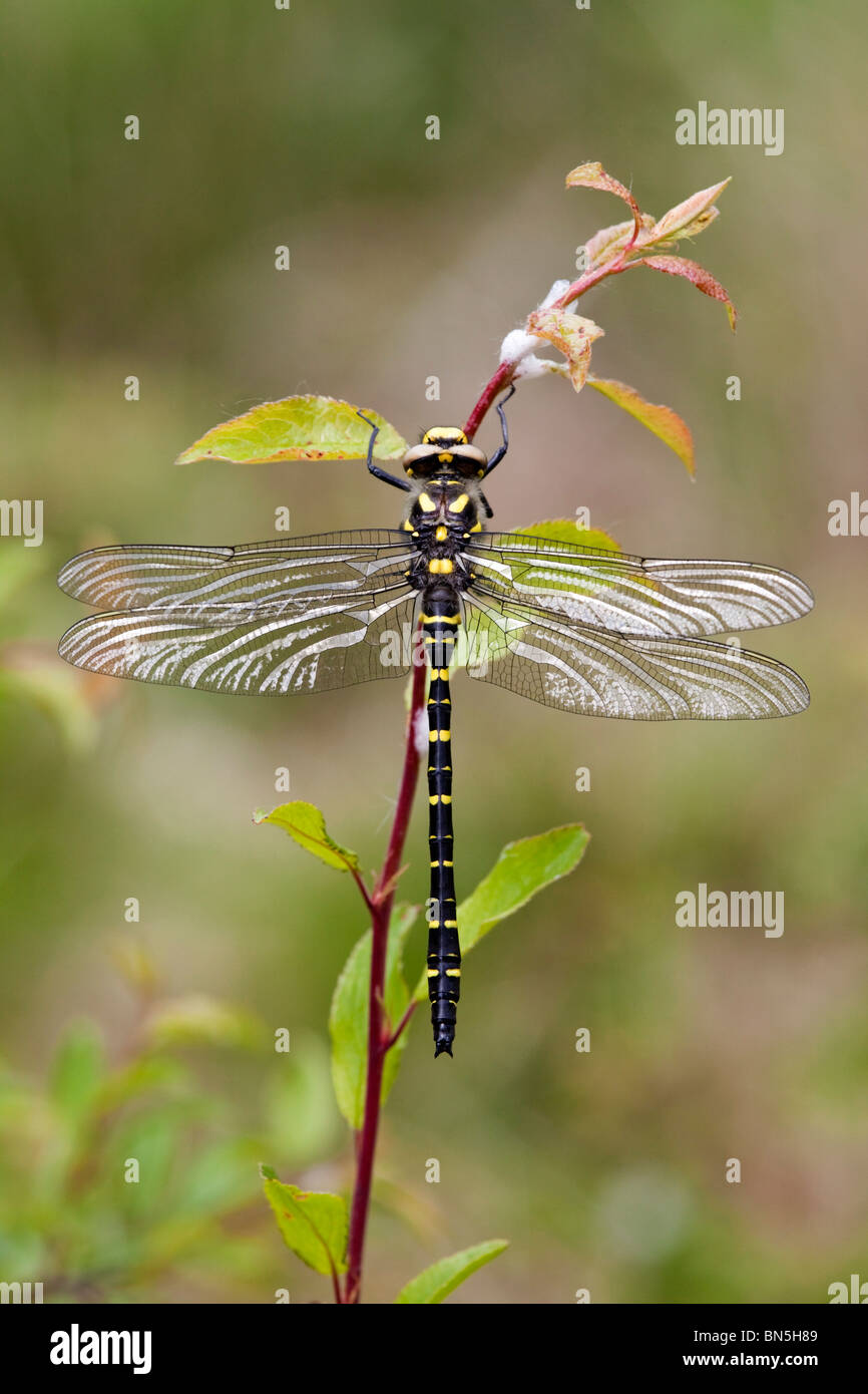 Golden Dragonfly annelé Cordulegaster boltonii ; Banque D'Images