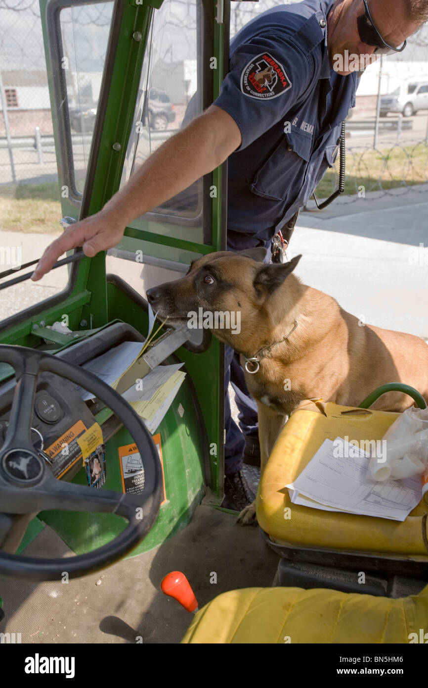 K-9, un Malanoise belge, et est à la recherche d'un véhicule que le véhicule quitte le pénitencier de l'État du Nebraska. Banque D'Images