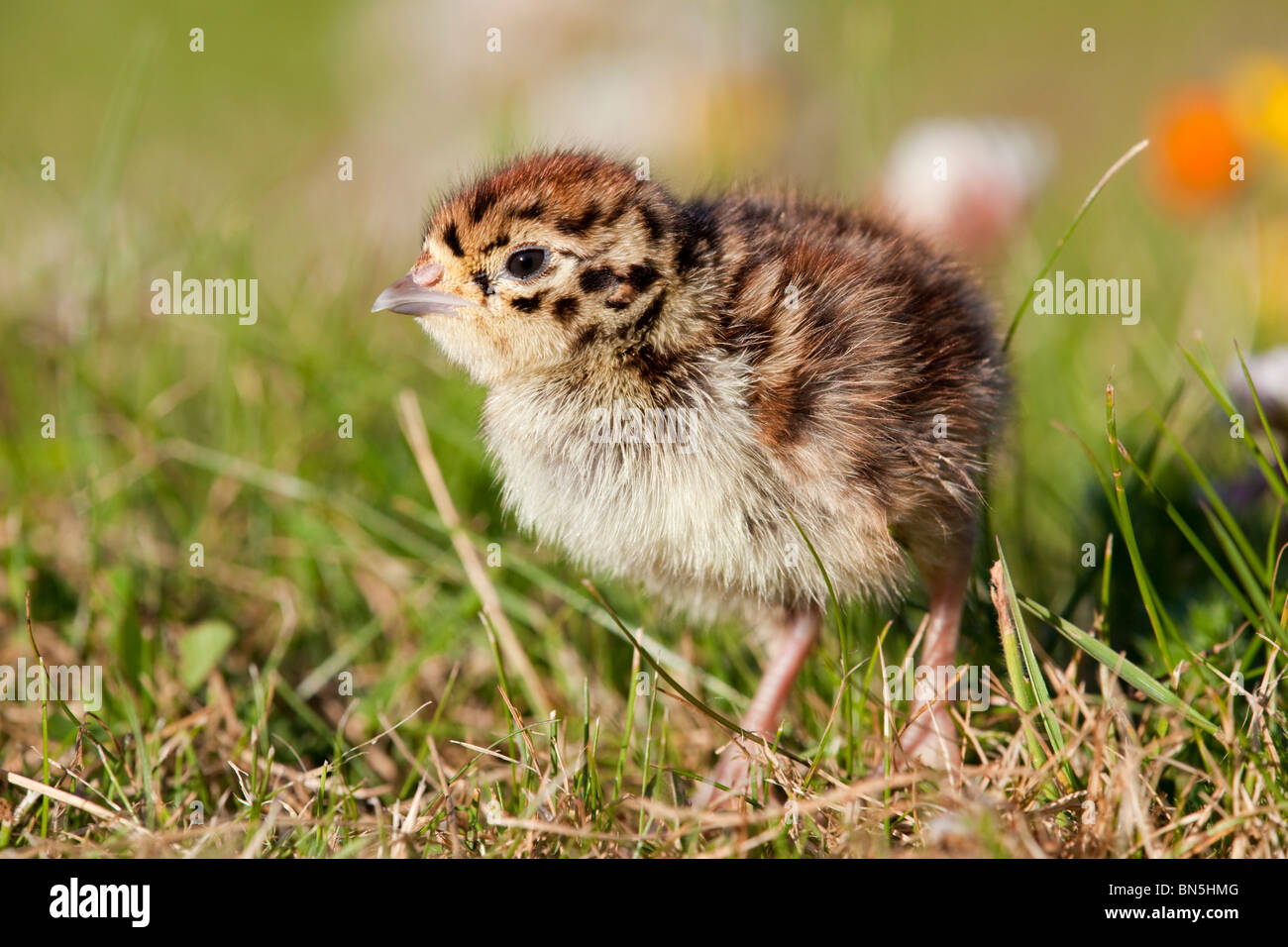 Perdrix grise Perdix perdix ; ; chick in meadow Banque D'Images