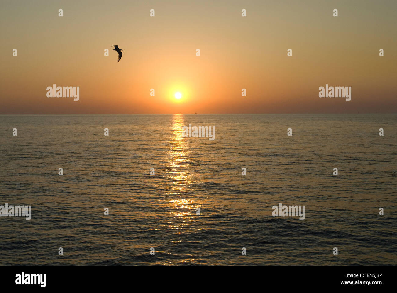 Coucher du soleil avec mouette, la baie de San Antonio, Ibiza, Baléares, Espagne Banque D'Images