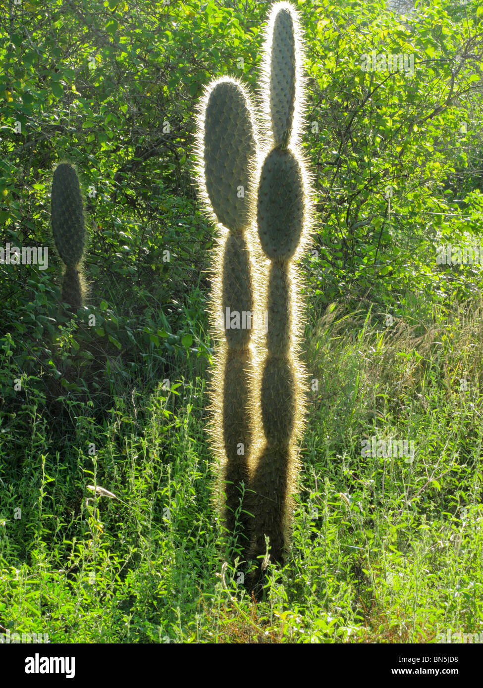 Cactus candélabres, Jasminocereus thouarsii delicatus Banque D'Images