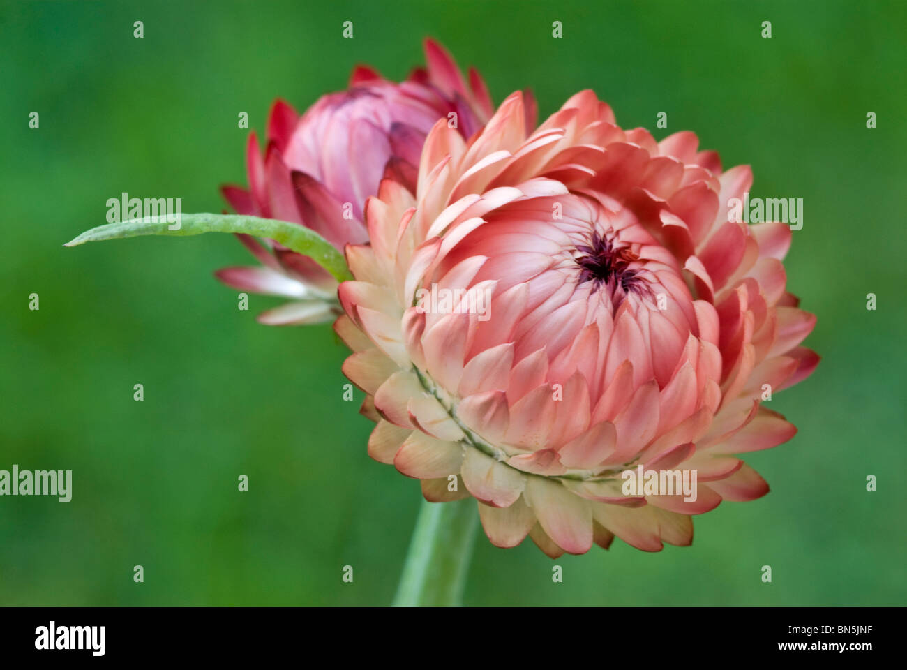 HELICHRYSUM BRACTEATUM - STRAWFLOWER Banque D'Images