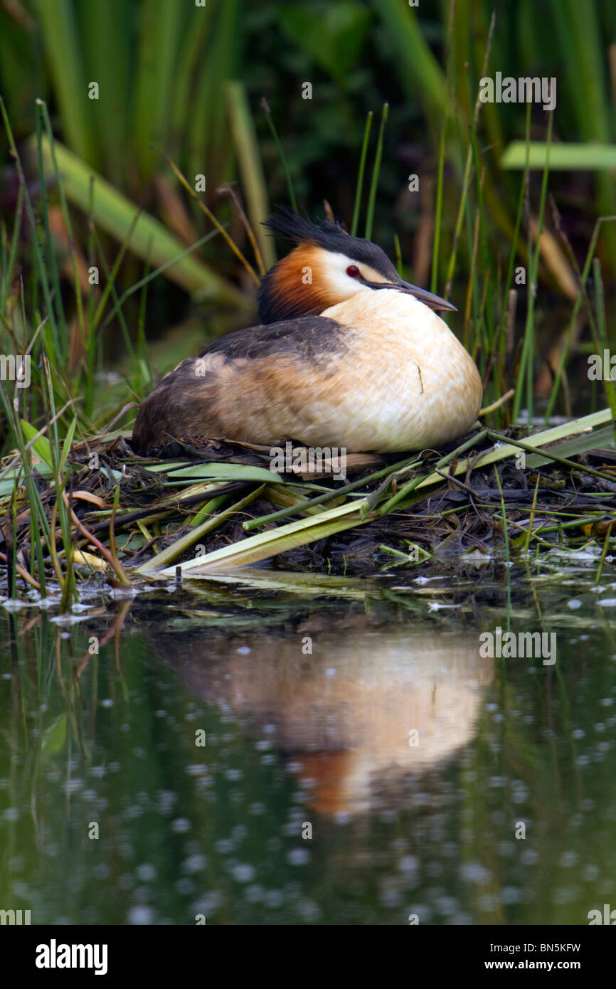 Grèbe huppé Podiceps cristatus ; ; sur son nid Banque D'Images