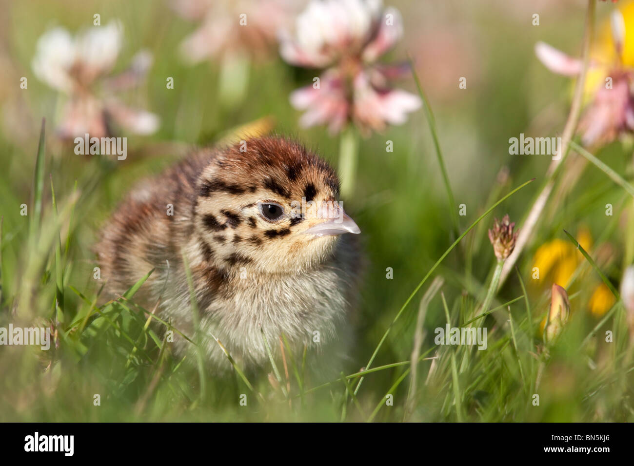 Perdrix grise Perdix perdix ; ; chick in meadow Banque D'Images