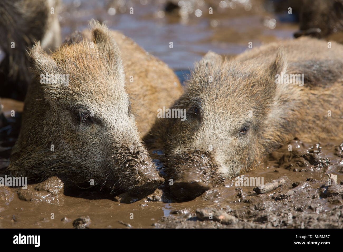 Deux jeunes Sanglier prenant un bain de boue togehter - Sus scrofa Banque D'Images